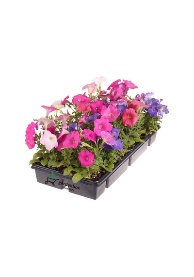 3'lü Mor-pembe-beyaz Renk Petunya Çiçeği Fidanı 10-15cm Saksılı/tüplü