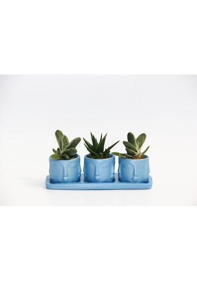 Trio Mavi Adler Sukulent Seti - Gasteria. Haworthia
