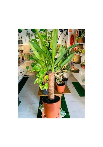 Yucca Massengena Bitkisi Yufka Salon Bitkisi