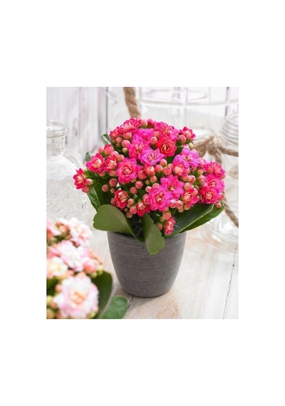 Açık Pembe Canlı Kalanchoe Çiçeği Fidanı 10-20 Cm