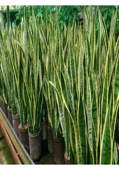 Videolu 1 Adet Kılıç Çiçeği Fidanı 20-40cm Saksılı Çiçekli Bodur Bitkiler Gladiolus
