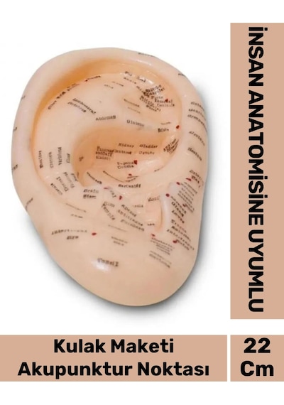Özel Üretim Kırılmaz Sert Plastik İnsan Anatomisine Uyumlu Muayene 22cm Akupunktur Kulak Maketi