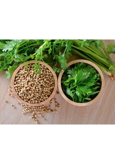 Şifalı Kişniş Tohumu Cilantro Coriandrum Sativum