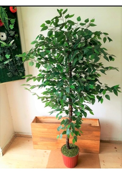 Yapay Benjamin Ağacı 1.60 Mt Boy Ficus Benjamia Islak Canlı Doku Doğal Görünüm Yeşil Karışık