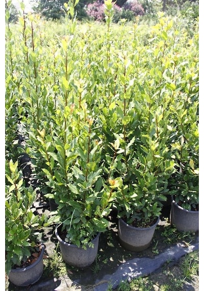 Defne - Laurus Nobilis L. 20 Adet