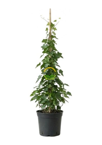 2 Yaş Yeşil Yapraklı Hedera Helix Orman Duvar Sarmaşığı Fidanı 10'lu Paket