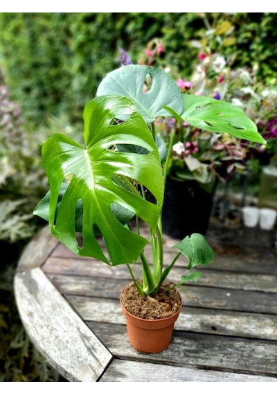 Deve Tabanı Monstera - Hediyelik Ev Ofis Bitkisi