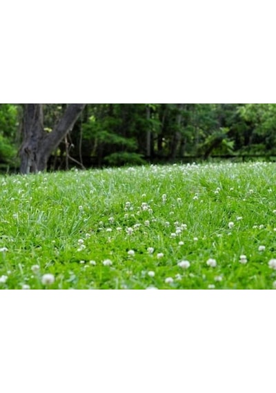 Üçgül Tohumu500 GR Süs Yoncası Trifolium Repens