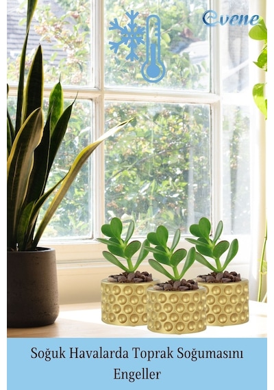 Mini Çiçek Saksı Küçük Sukulent Kaktüs Saksısı Puantiyeli Model - Altın