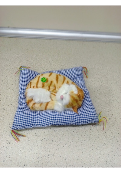 Miyavlayan Minderli Kedi Çok Renkli