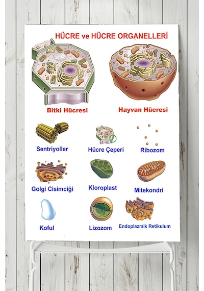 Hücre Eğitim Posteri