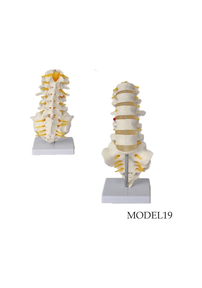 Lomber Bel Omurga Maketi Model 19