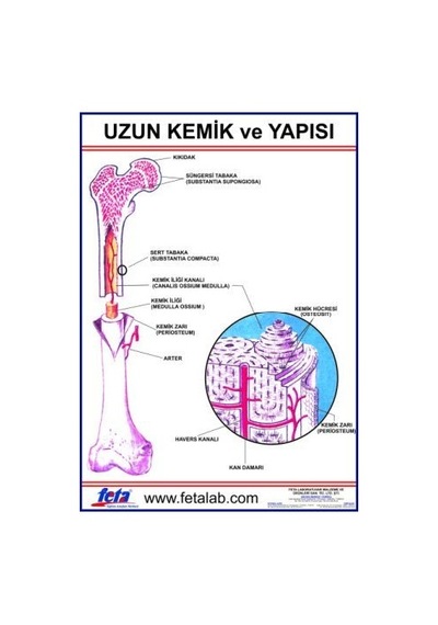 Uzun Kemiğin Yapısını Gösteren Eğitim Plakası
