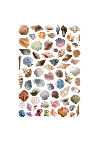 65 Adet Deniz Kabuğu İstridye Aqua Sualtı Sticker Seti - Etiket Seti Scrapbook Bullet Journal Çok Renkli