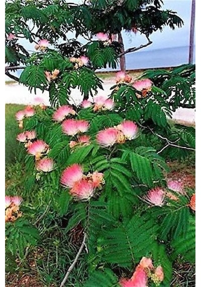 Bahçevilya 2 Yaşında Tüplü Pembe Çiçekli Gülibrişim Fidanı