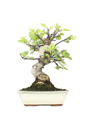 Bodur Siyah Incir Bonzai Ağacı Tohumu 5 Adet Tohum Bonsai Ağacı Tohumu