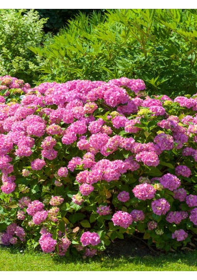 Videolu Pembe Ortanca 30 50 Cm 1 Adet Tüplü Çiçekli Bahçe Balkon Bitkisi Hydrangea Macrophylla