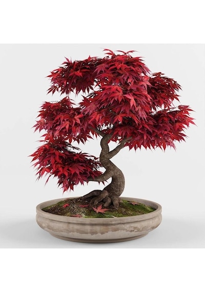Kırmızı Japon Akçaağacı Tohumu 50 Adet Acer Palmatum