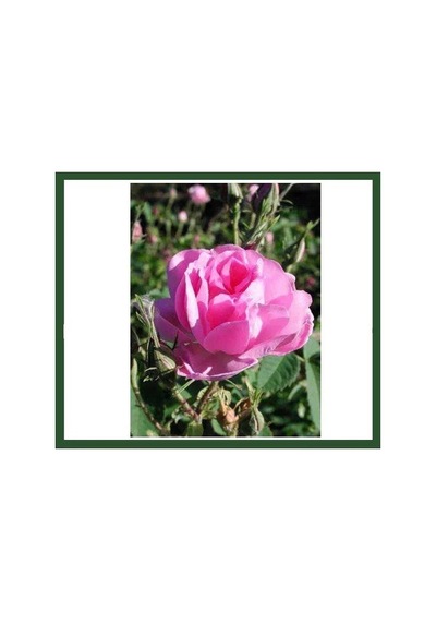 Gülpembe Kokulu Gül Fidanı Saksılı 10-30 Cm