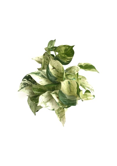 Epipremnum 'Marble Queen' (Salon Sarmaşığı) Ø12 CM Y015-20 CM