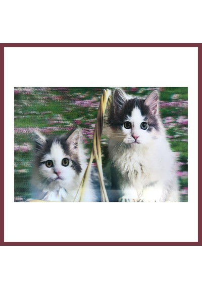 Storeşahin 3 Boyutlu Resim Sevimli Kediler İkili Kedi Resmi Tablosu 40x60 Cm Shn0720