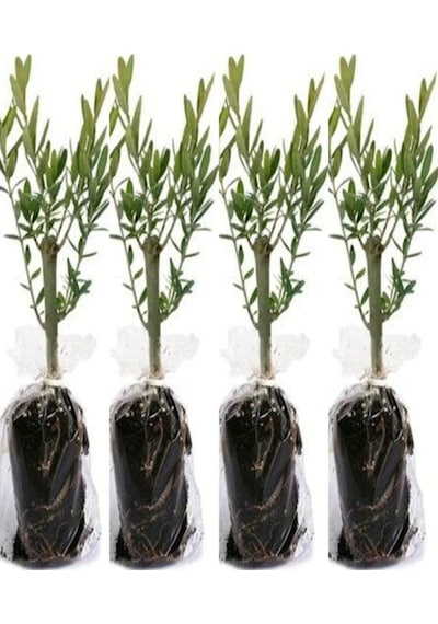 Videolu 10'lu Zeytin Fidanı 30-40 Cm Tüplü Iç Mekan Bitkileri Olive Sapling