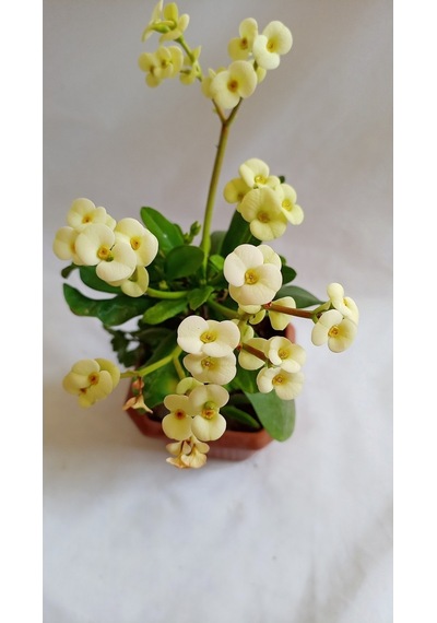 Videolu Sarı Renk Milli Dikenler Tacı 15 45 Cm Saksılı Kaktüs Euphorbia