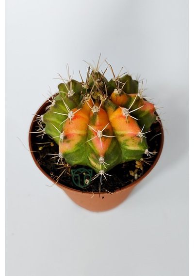 Gymnocalycium Mihanovichii Variegata Köklü Çok Renkli Küçük Boy K
