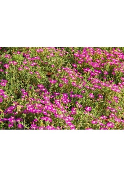 Acem Halısı Pembe Renkli 5 15 Cm 1 Adet Saksılı/tüplü Bahçe Bitkisi
