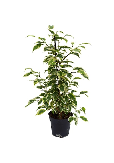 Alacalı Benjamin - Ficus Benjamina Starlight 60-80 cm