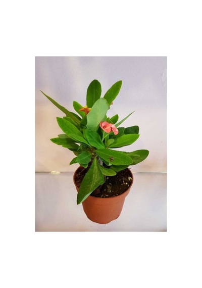 Ebruli Dikenler Tacı Euphorbia Milli Fidanı 10-20 Cm