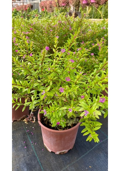 Serada Decor Plant Kufeya Cennet Çiçeği Mor - Cuphea Hyssopifolia 20-30cm Çiçekli Bodur Bitki