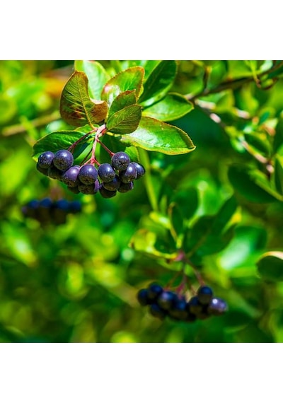 "2 Yaşında Viking Aronya Fidanı - Ve Verimli Aronia M...