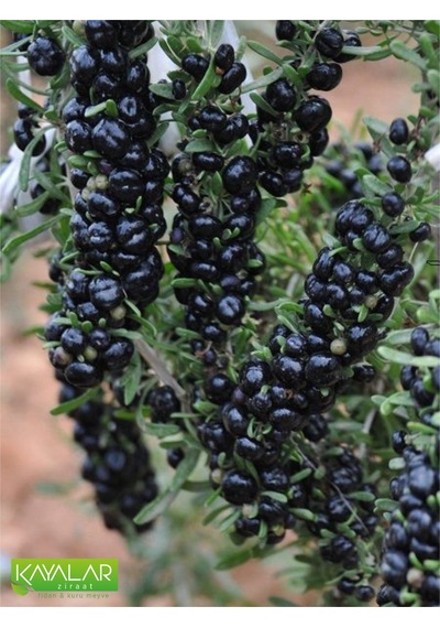 Siyah Goji Berry Fidanı