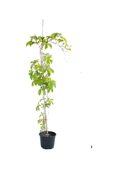 Duvar Çit Sarmaşığı Saksılı/tüplü 50-70cm Bahçe Sarmaşığı Kırmızı Renge Döner