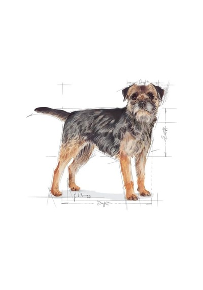 Ccn Mini Sterilised 3 Kg Köpek Maması