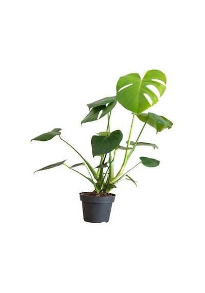 Videolu Deve Tabanı Bitkisi Dolgun Formlu 1 Adet Saksılı 60-80cm Salon Bitkisi Monstera Deliciosa