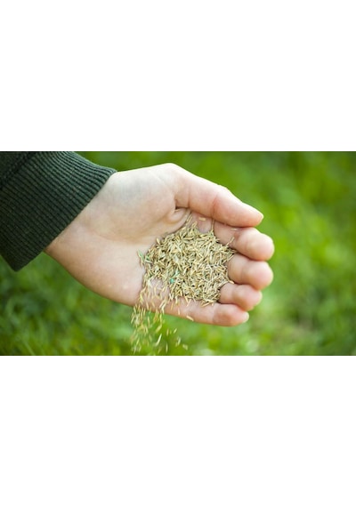 500 GR Çim Tohumu İthal 3Lü Karışım Özel Çim Tohumu + Tohu