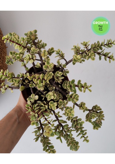 Portulacaria Afra Variegata Fil Azığı 1 Adet