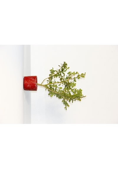 BONSAİ BUXUS 2 ADET - HEDİYELİK BONSAİ (Kırmızı Saksı)