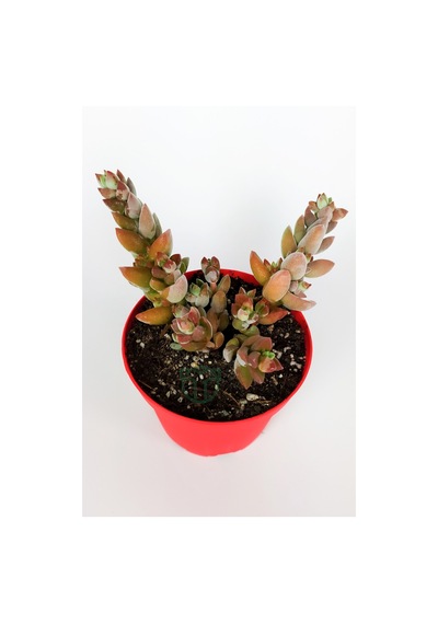 Crassula Moonglow Hybrid Fildişi Kule Nadir Sukulent Pembe Çiçek