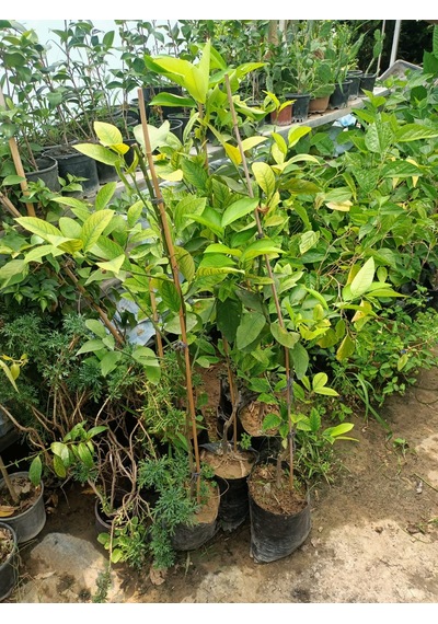 Yeşil Deniz Fidancılık Tüplü Yediveren Limon Fidanı 100-150 Cm