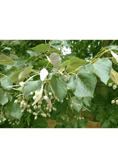 Ihlamur (Tillia Tomentosa) Fidanı  2 Adet