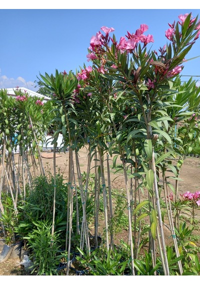 Tijli Pembe Zakkum Ağacı 1,70-200 Cm. Nerium Oleander