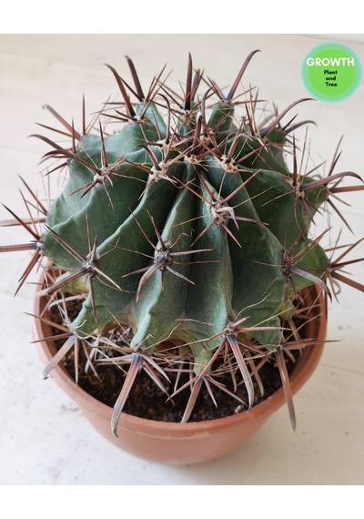 Ferocactus Peninsulae 1 Adet