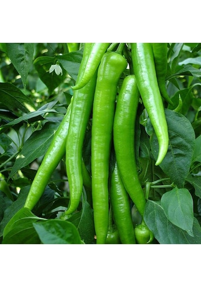 Demre Biberi Tohumu 2 Gram