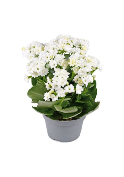 Videolu 1 Adet Beyaz Renk Kalanşo Çiçeği 10-20 Cm Saksılı Çiçekli Bodur Bitkiler Kalanchoe