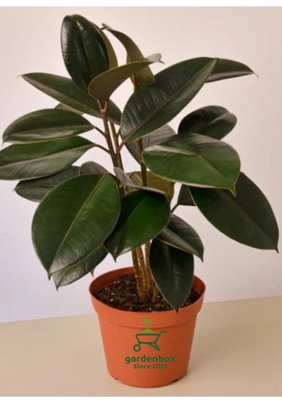 Mini Boy Kauçuk Fidanı 2'li Dikim 20-45cm Saksılı Salon Çiçeği Ficus Elastica