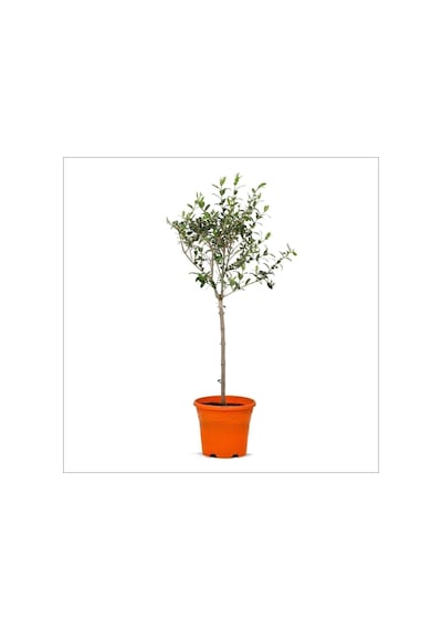 Tijli Zeytin Ağacı 80-100 Cm Diğer