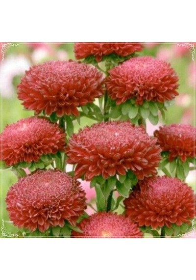 10 Adet Callistephus Pompon Dark Red Aster Tohumu